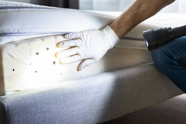 Best Pest Prevention Services  in Versailles, MO
