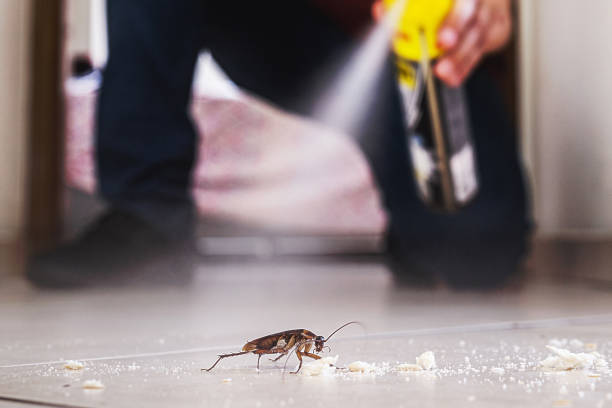 Best Cockroach Control Services  in Versailles, MO