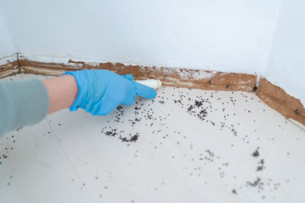 Best Best Pest Control Companies  in Versailles, MO